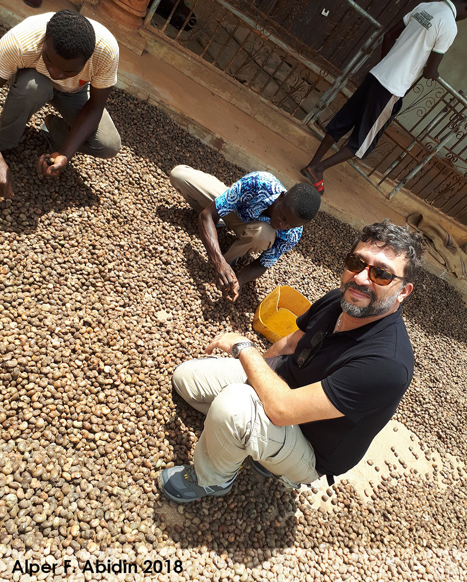 Kaju Ticareti Kaju Rehberi